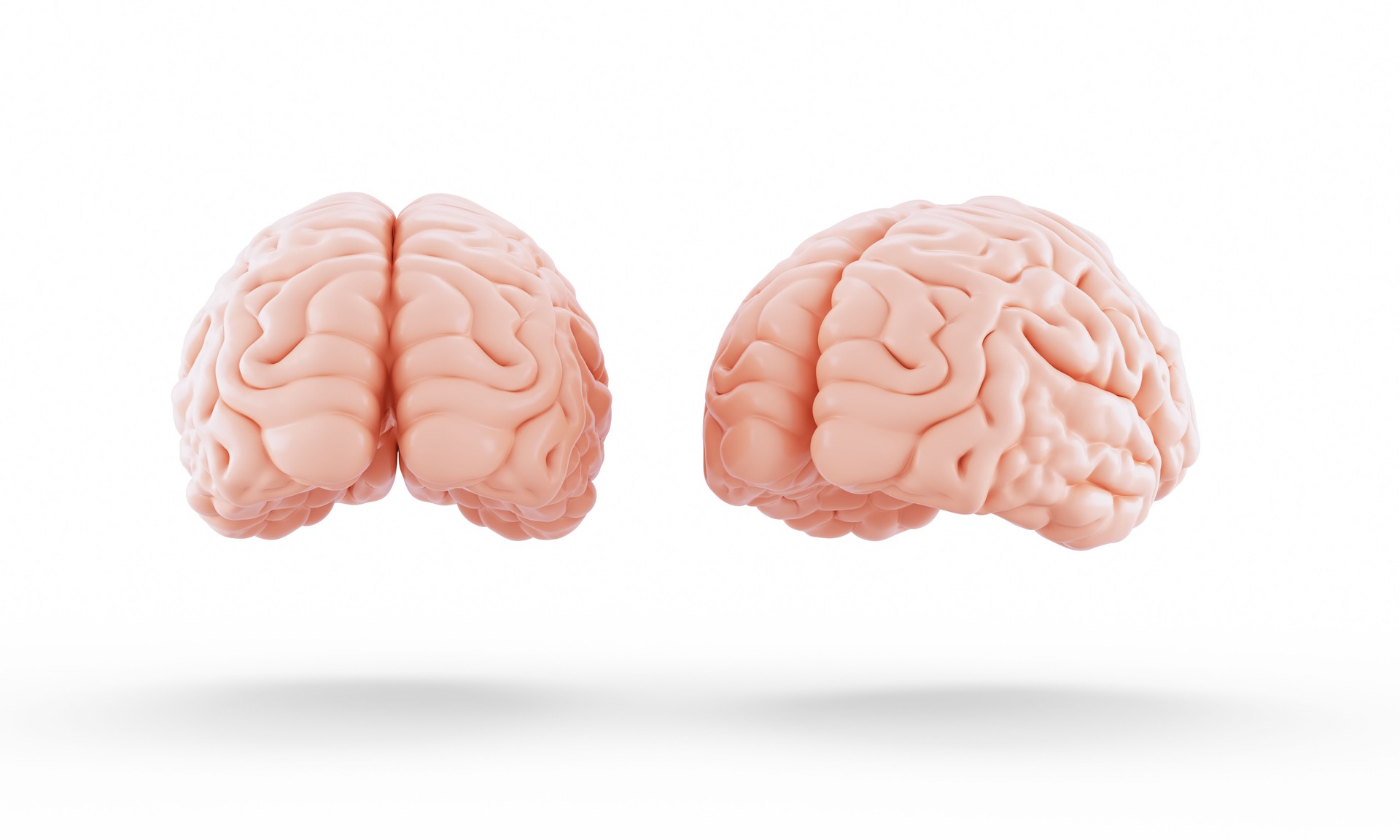 Human brain isolated on white background